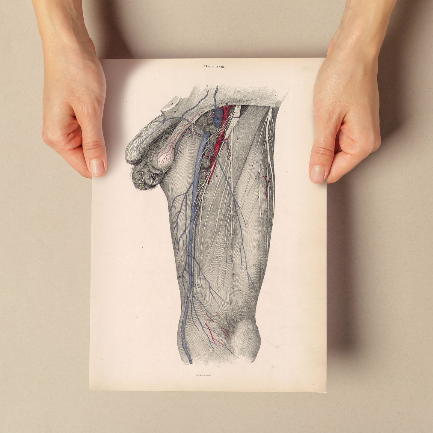 Dissection of the groin Deep dissection of femoral triangle-Artwork-Nacnic-Nacnic Estudio SL