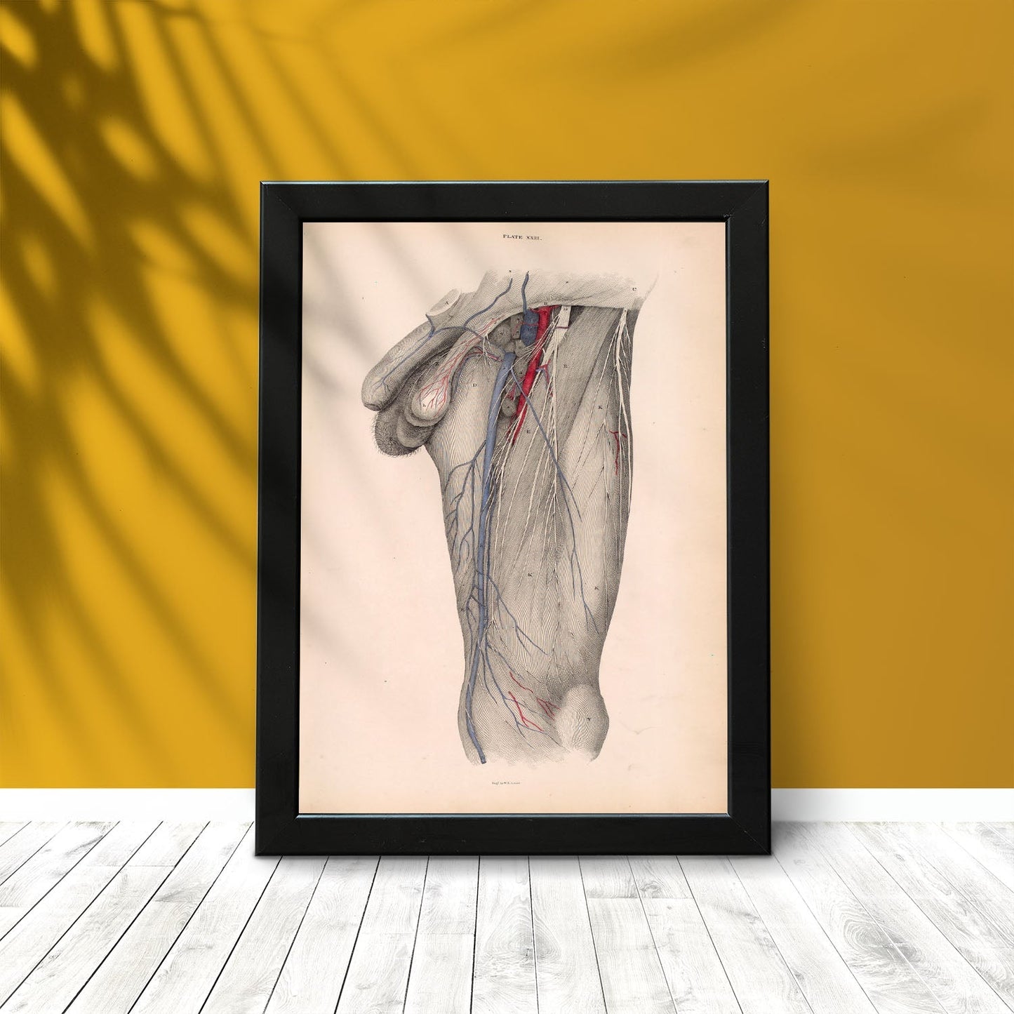 Dissection of the groin Deep dissection of femoral triangle-Artwork-Nacnic-Nacnic Estudio SL