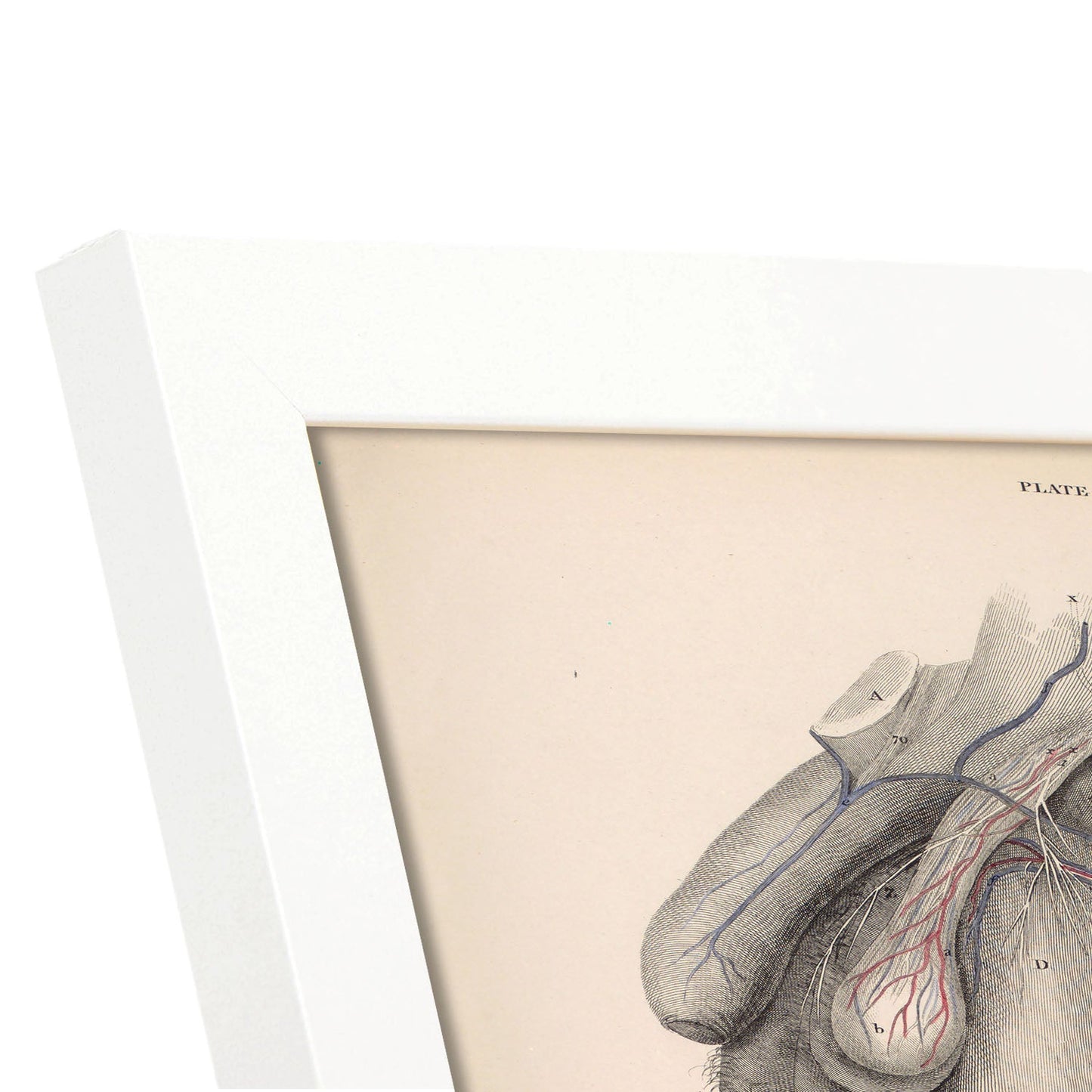 Dissection of the groin Deep dissection of femoral triangle-Artwork-Nacnic-Nacnic Estudio SL