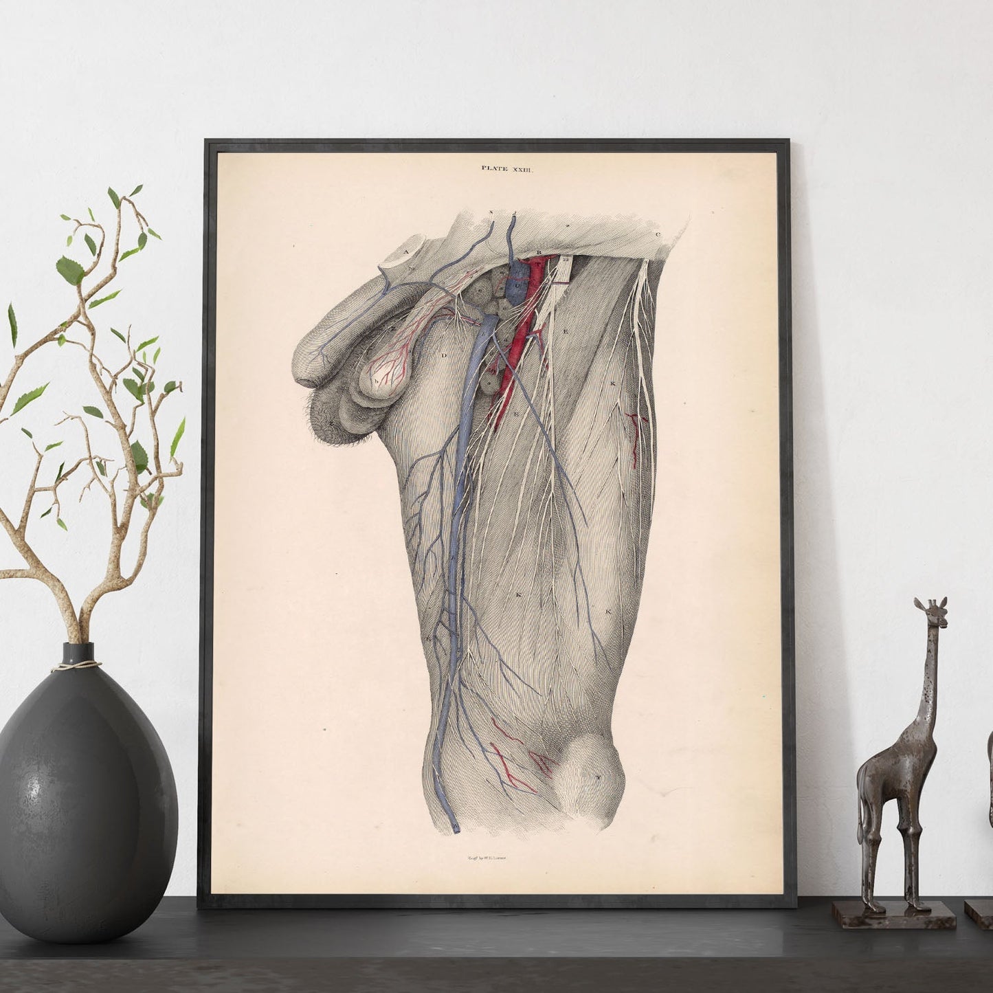 Dissection of the groin Deep dissection of femoral triangle-Artwork-Nacnic-Nacnic Estudio SL