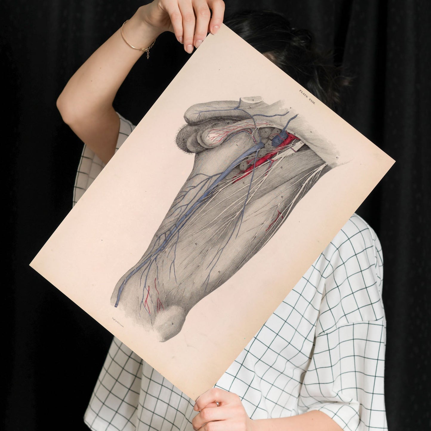 Dissection of the groin Deep dissection of femoral triangle-Artwork-Nacnic-Nacnic Estudio SL