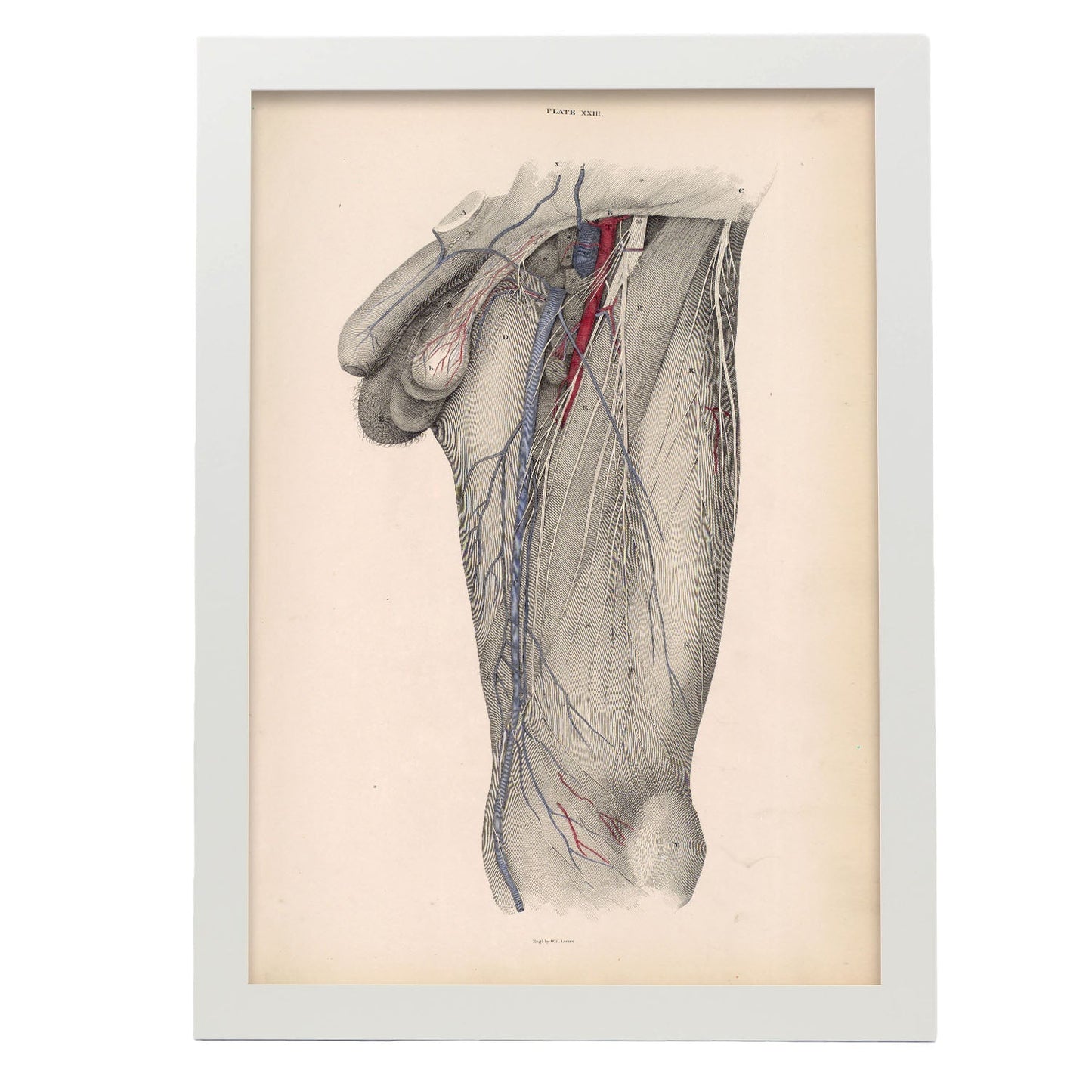 Dissection of the groin Deep dissection of femoral triangle-Artwork-Nacnic-A3-Marco Blanco-Nacnic Estudio SL