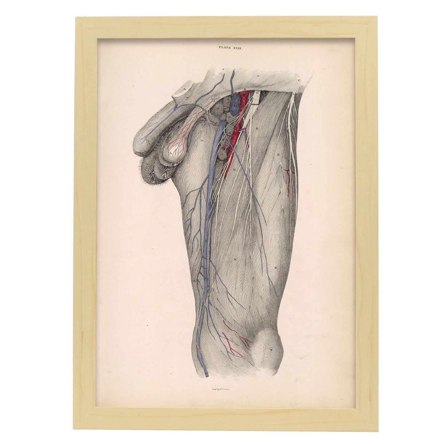 Dissection of the groin Deep dissection of femoral triangle-Artwork-Nacnic-A3-Marco Madera clara-Nacnic Estudio SL