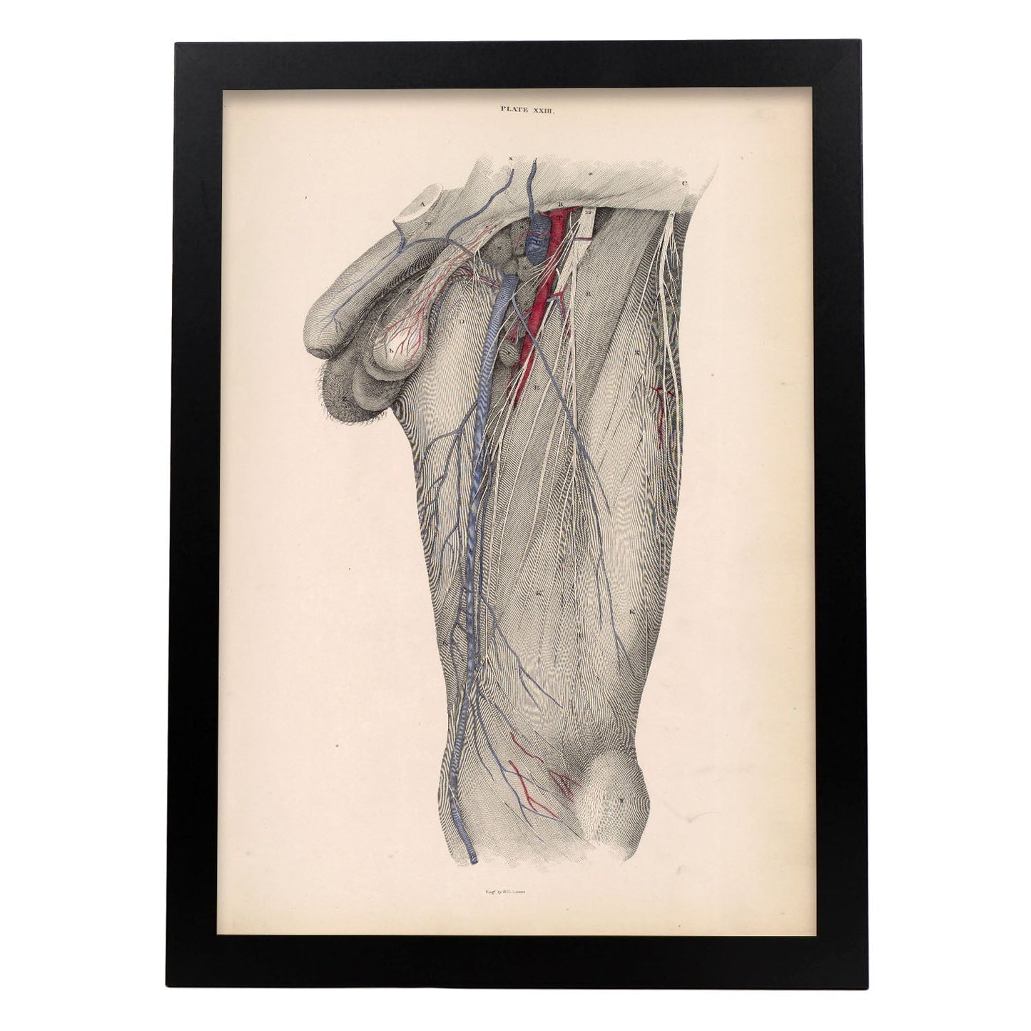 Dissection of the groin Deep dissection of femoral triangle-Artwork-Nacnic-A3-Sin marco-Nacnic Estudio SL