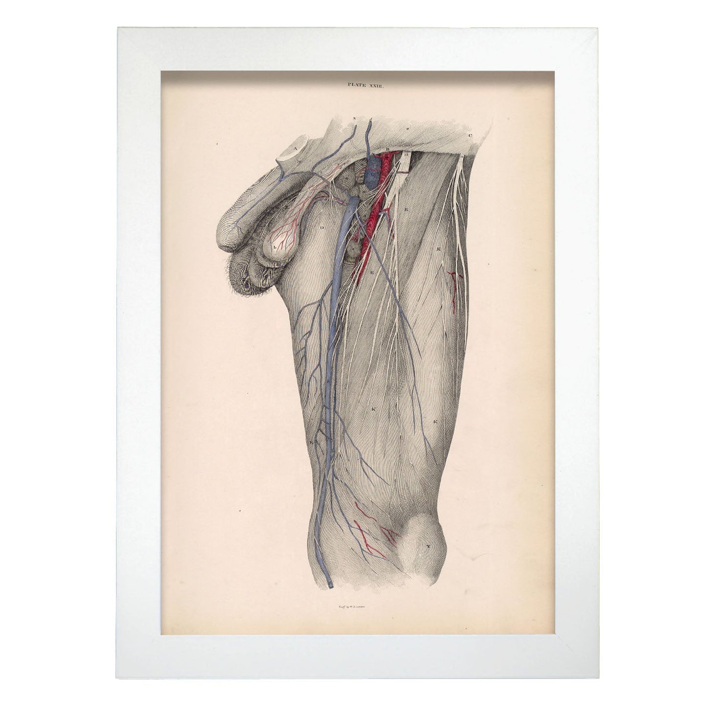 Dissection of the groin Deep dissection of femoral triangle-Artwork-Nacnic-A4-Marco Blanco-Nacnic Estudio SL