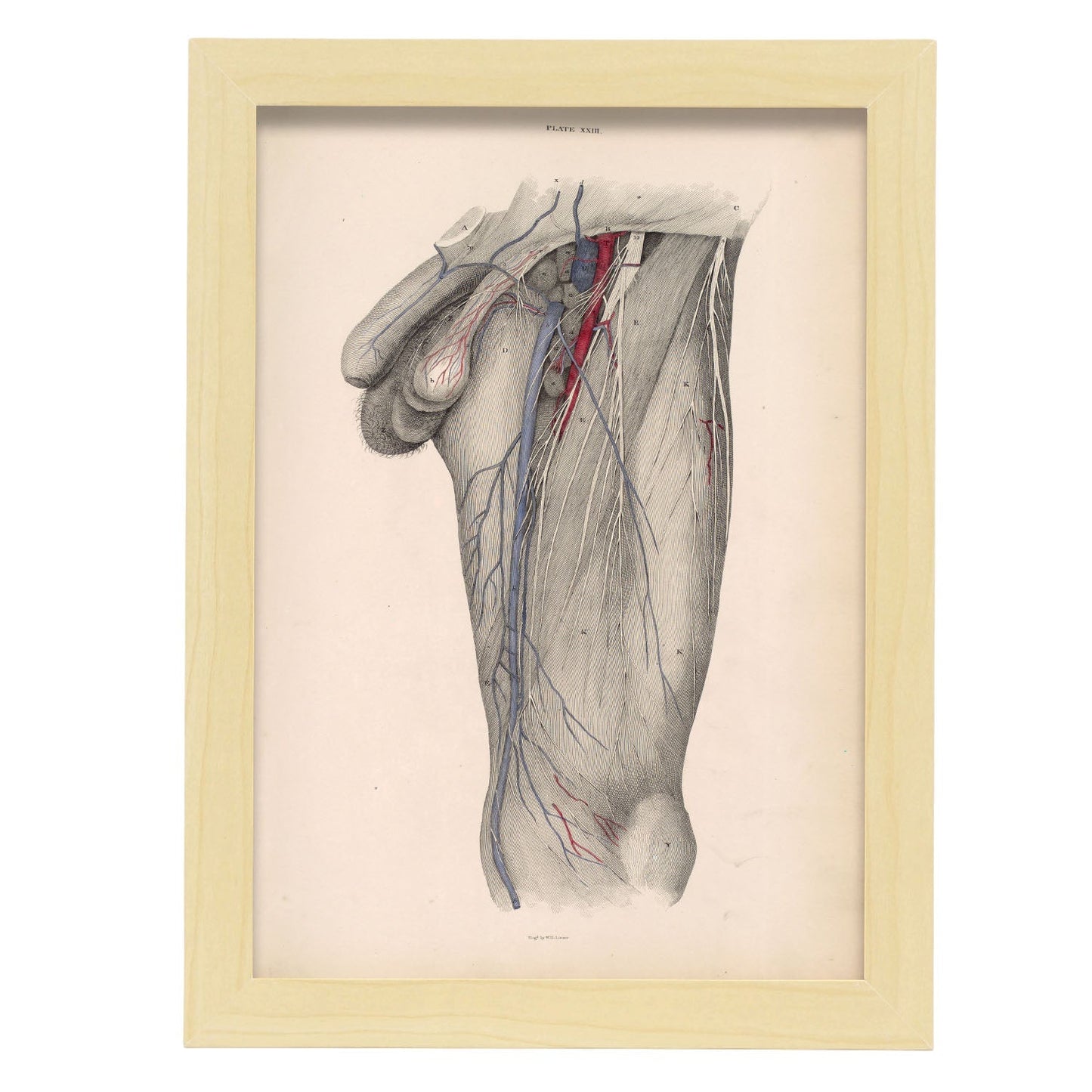 Dissection of the groin Deep dissection of femoral triangle-Artwork-Nacnic-A4-Marco Madera clara-Nacnic Estudio SL