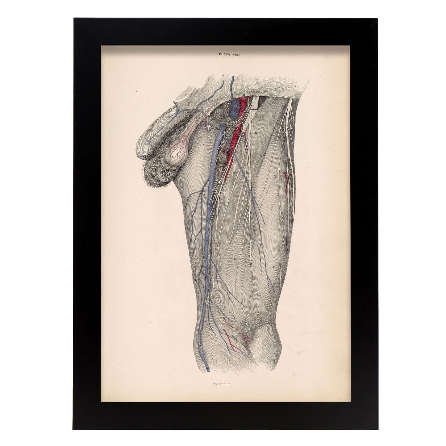 Dissection of the groin Deep dissection of femoral triangle-Artwork-Nacnic-A4-Sin marco-Nacnic Estudio SL