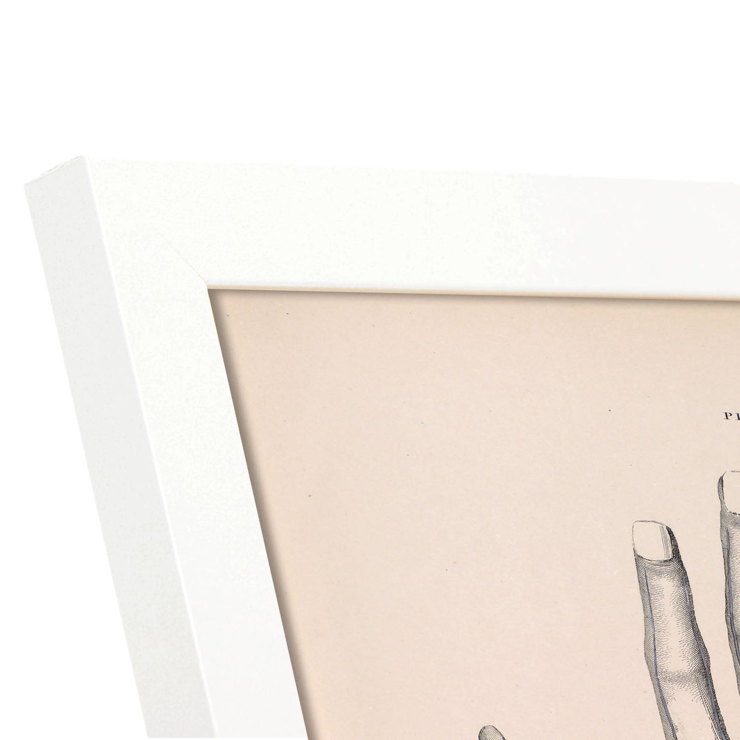Dissection of the hand-Artwork-Nacnic-Nacnic Estudio SL