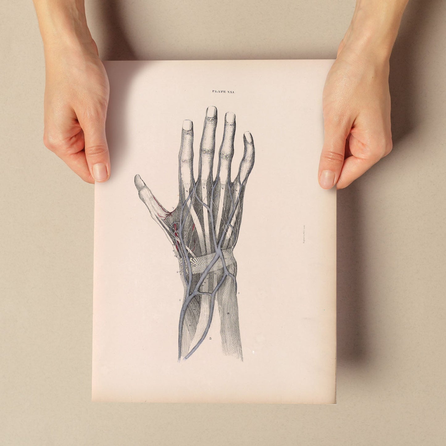Dissection of the hand-Artwork-Nacnic-Nacnic Estudio SL