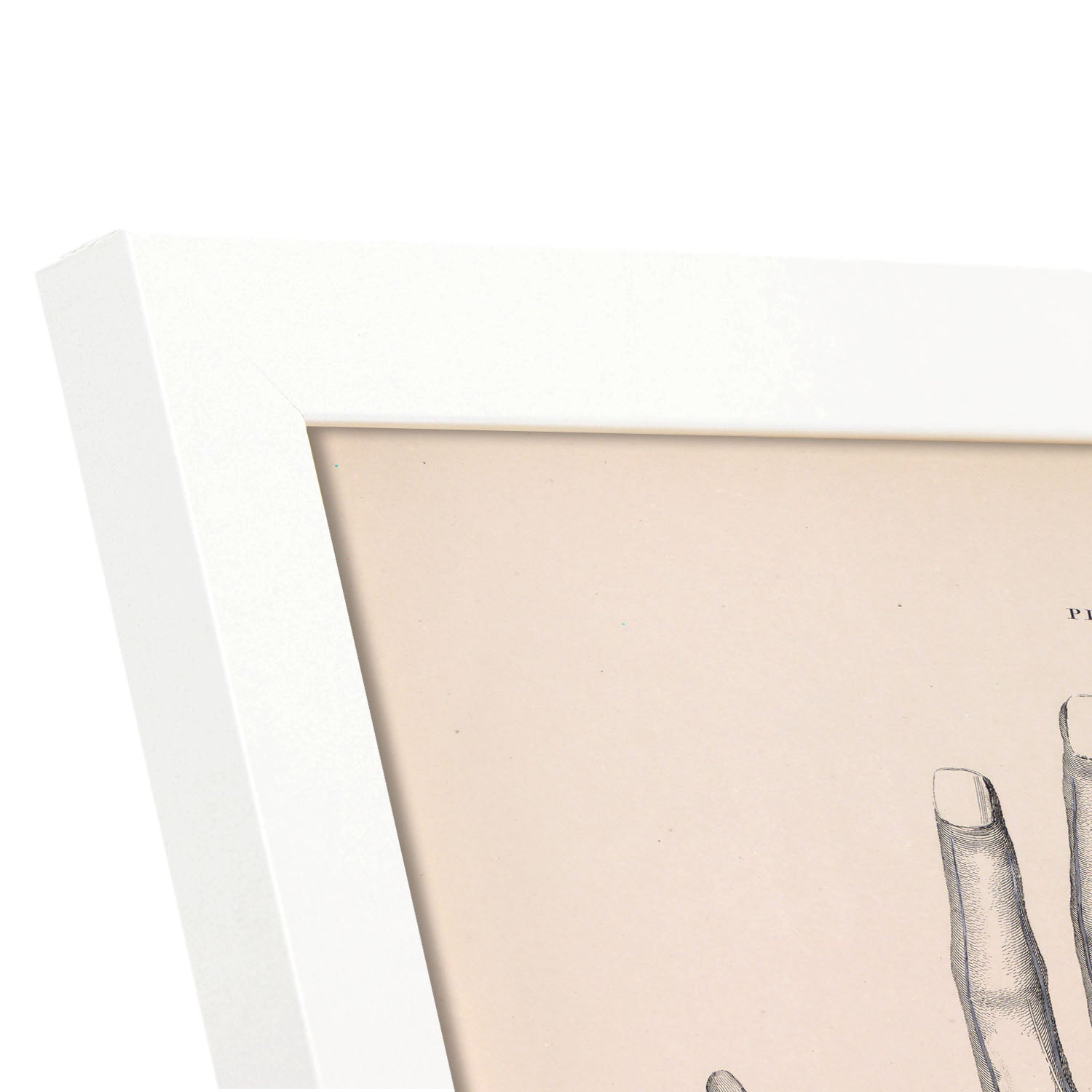 Dissection of the hand-Artwork-Nacnic-Nacnic Estudio SL