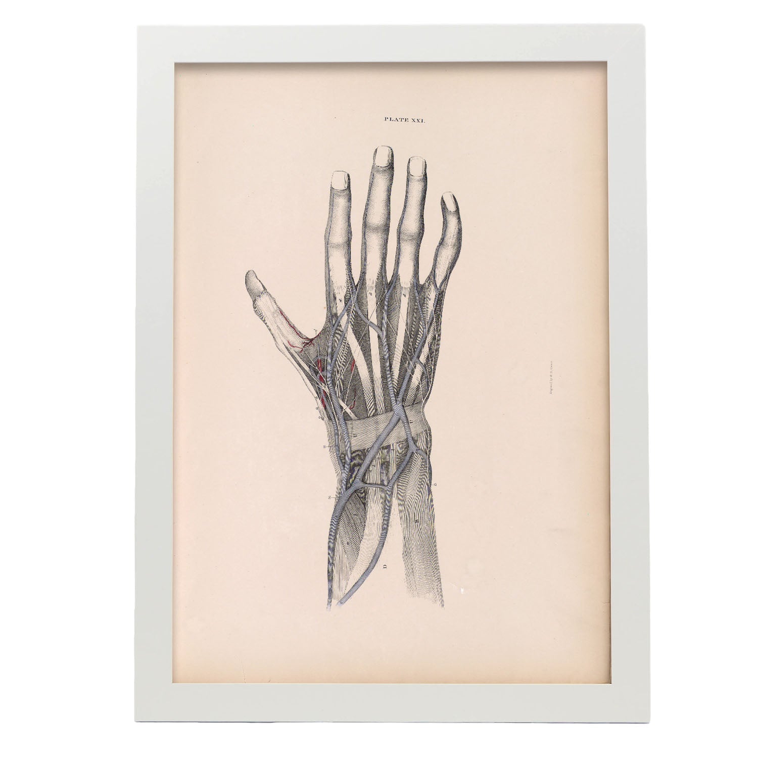 Dissection of the hand-Artwork-Nacnic-A3-Marco Blanco-Nacnic Estudio SL