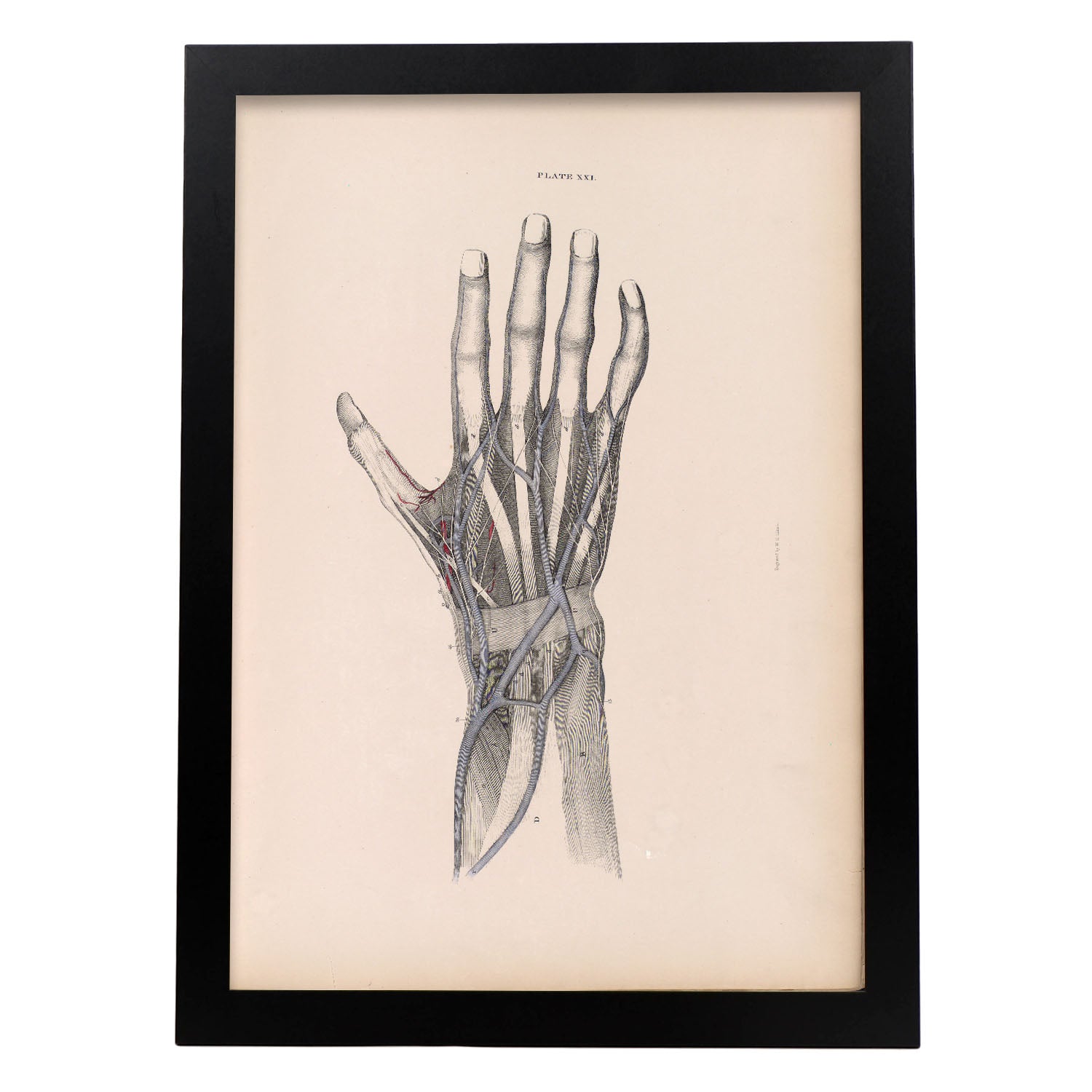Dissection of the hand-Artwork-Nacnic-A3-Sin marco-Nacnic Estudio SL