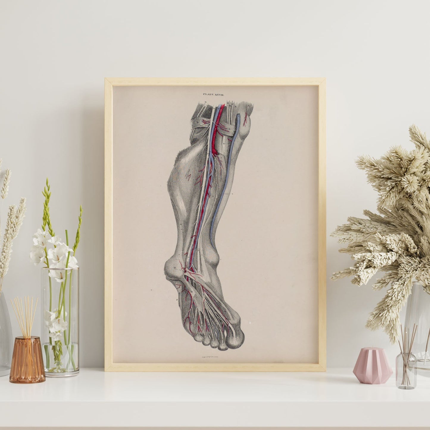 Dissection of the lower leg and foot-Artwork-Nacnic-Nacnic Estudio SL