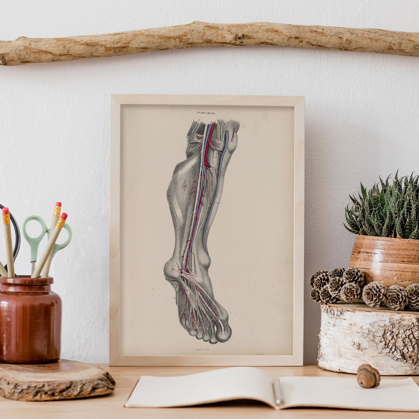 Dissection of the lower leg and foot-Artwork-Nacnic-Nacnic Estudio SL