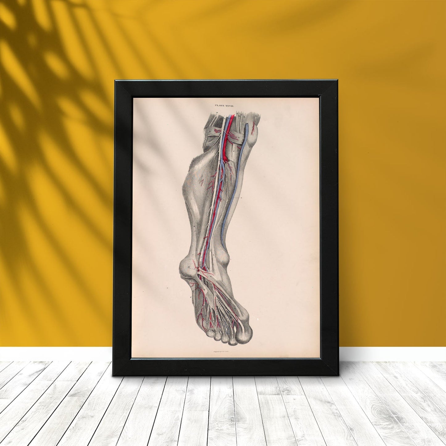 Dissection of the lower leg and foot-Artwork-Nacnic-Nacnic Estudio SL