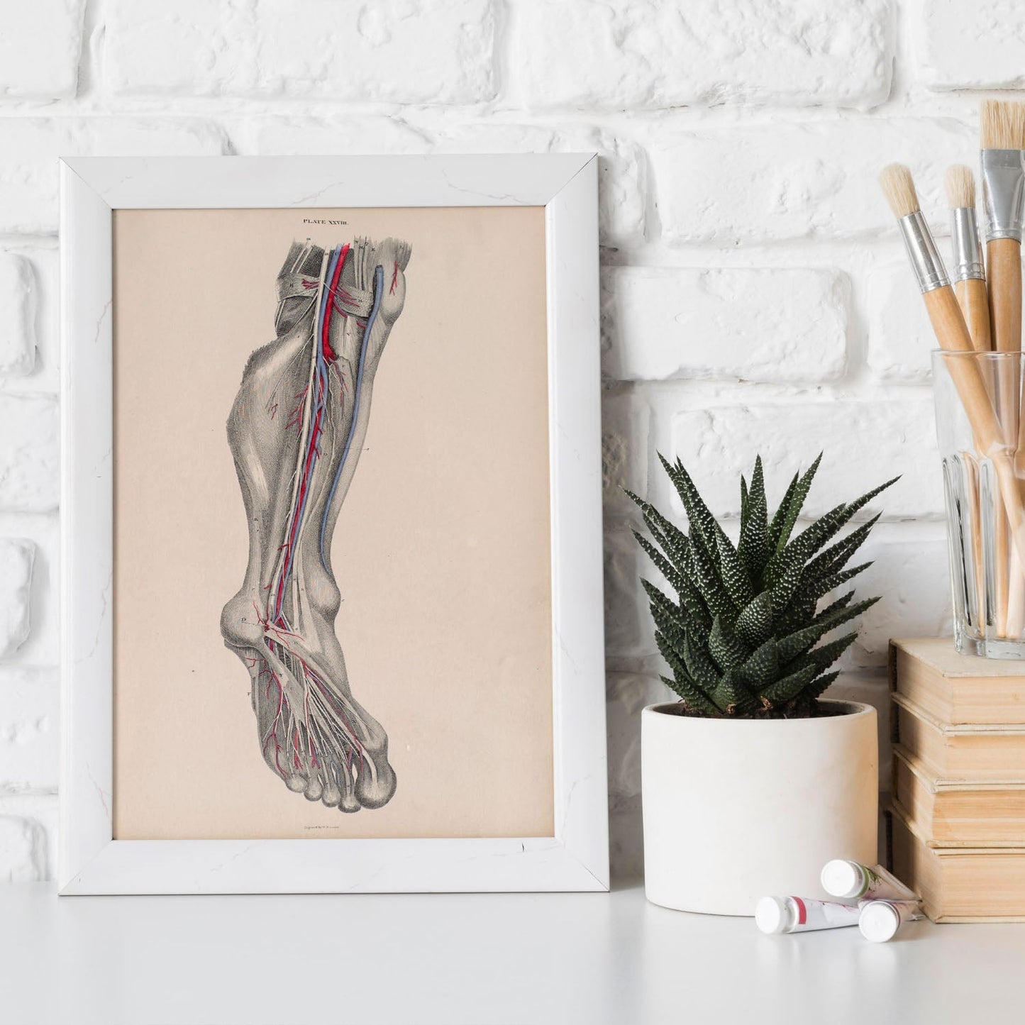 Dissection of the lower leg and foot-Artwork-Nacnic-Nacnic Estudio SL