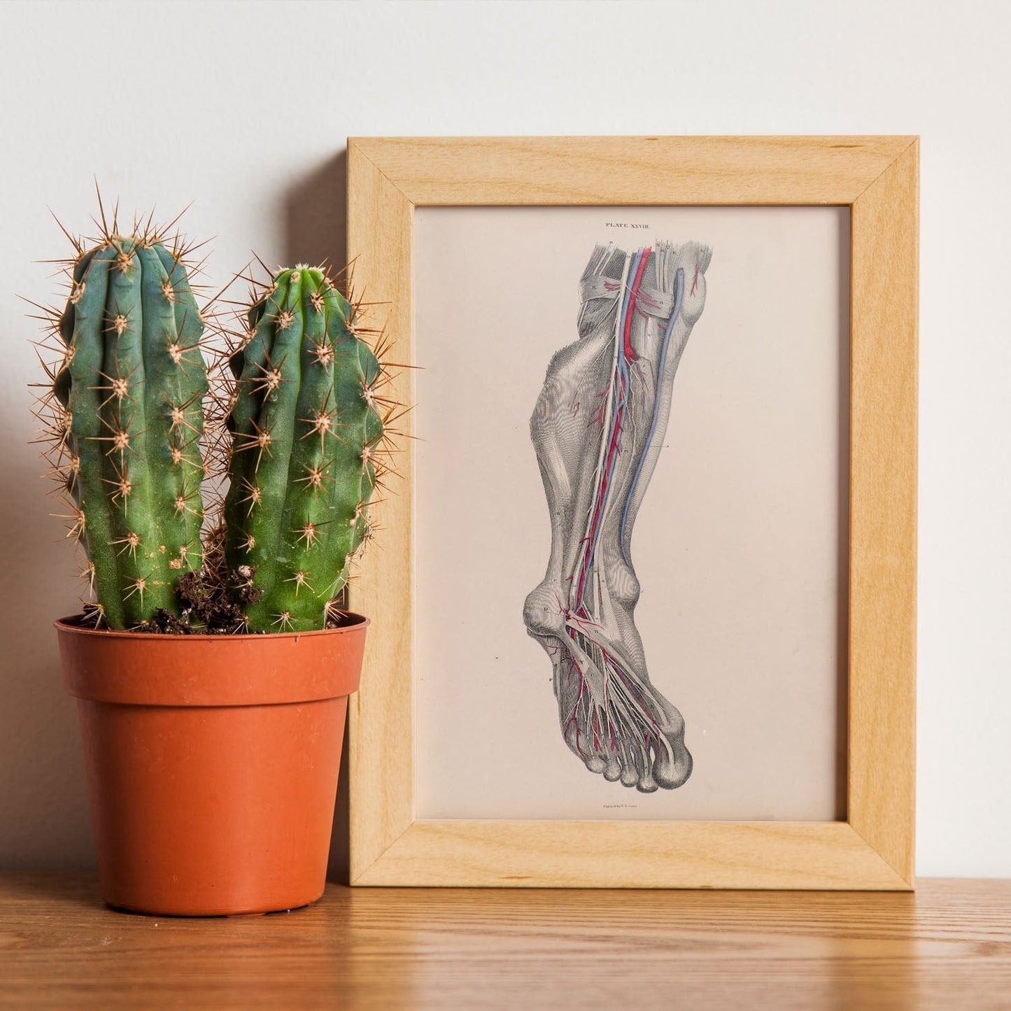 Dissection of the lower leg and foot-Artwork-Nacnic-Nacnic Estudio SL