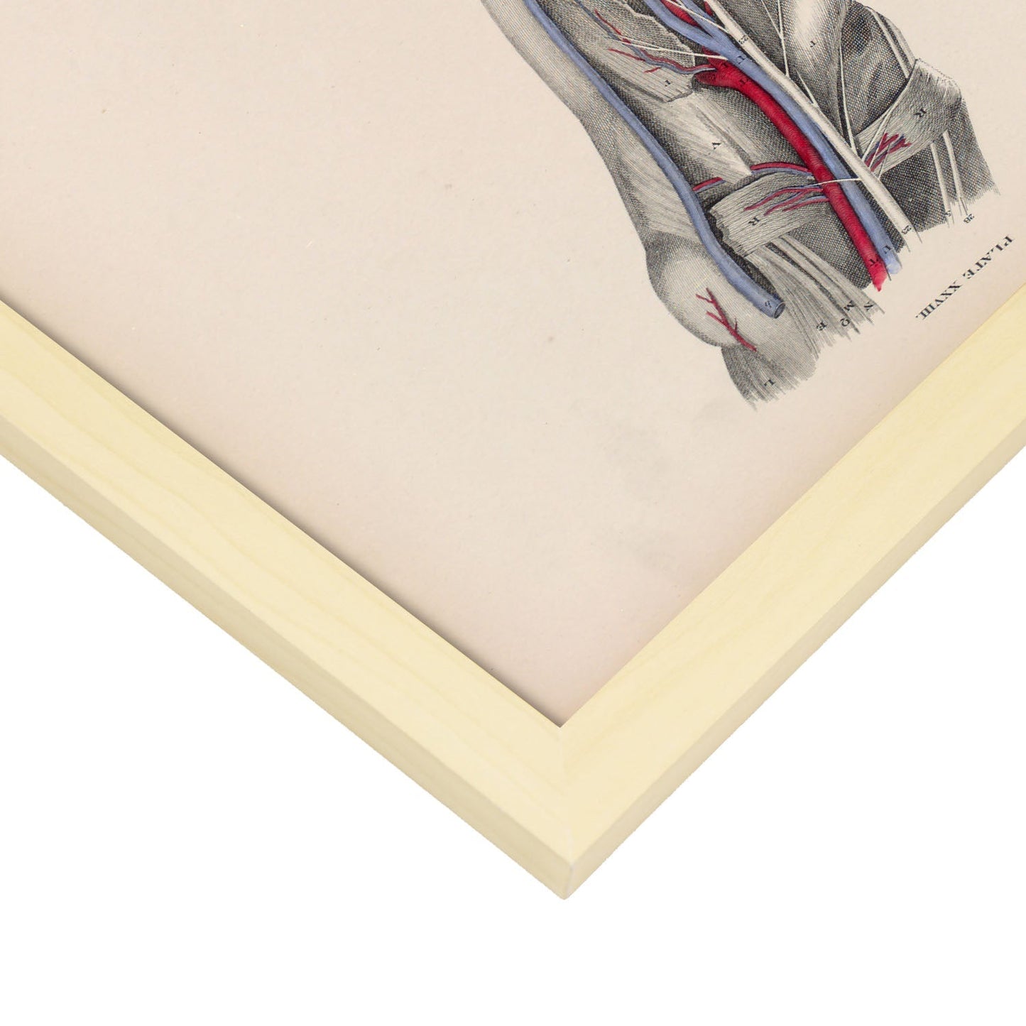 Dissection of the lower leg and foot-Artwork-Nacnic-Nacnic Estudio SL