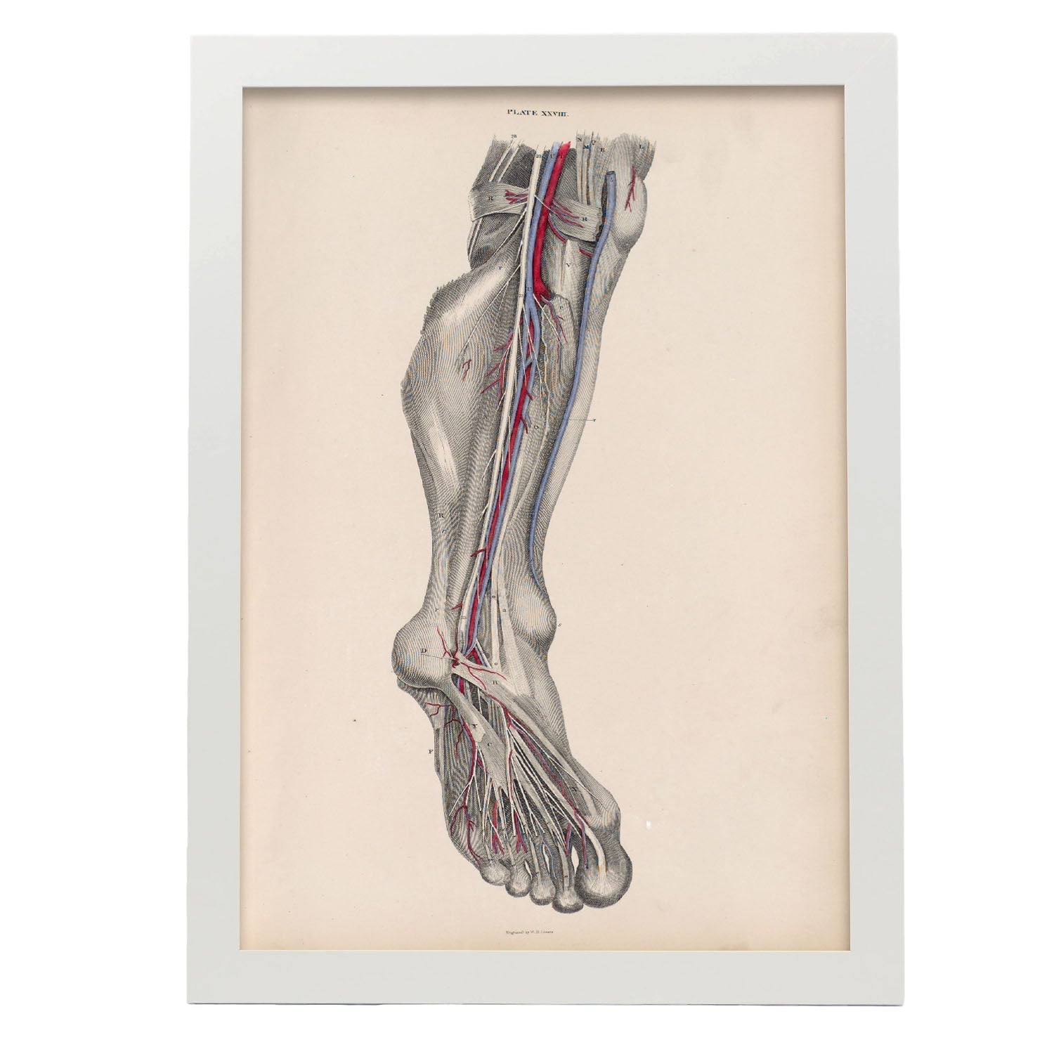 Dissection of the lower leg and foot-Artwork-Nacnic-A3-Marco Blanco-Nacnic Estudio SL