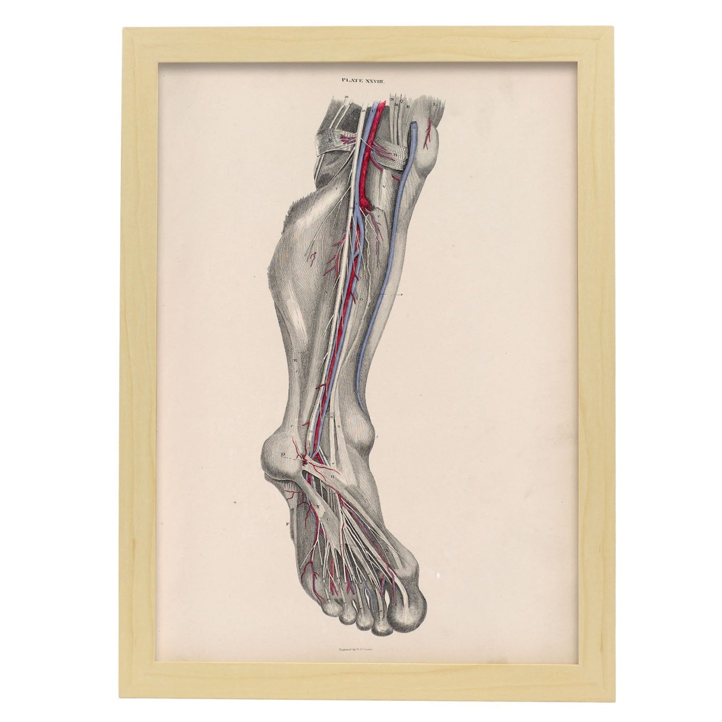 Dissection of the lower leg and foot-Artwork-Nacnic-A3-Marco Madera clara-Nacnic Estudio SL