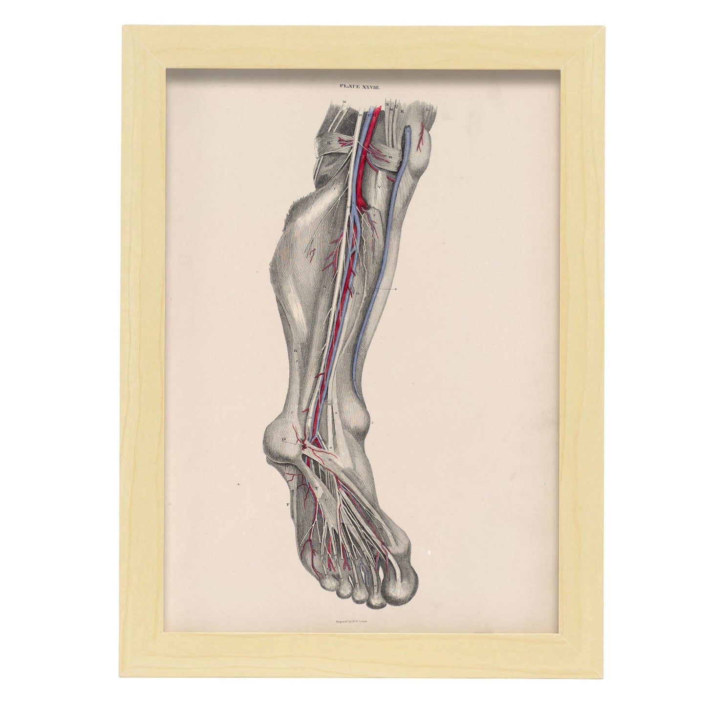 Dissection of the lower leg and foot-Artwork-Nacnic-A4-Marco Madera clara-Nacnic Estudio SL