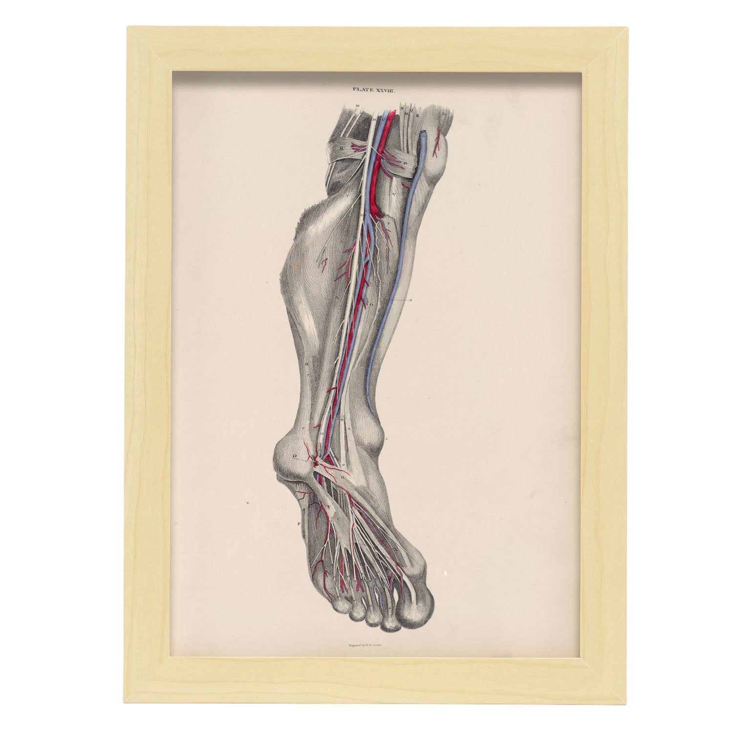 Dissection of the lower leg and foot-Artwork-Nacnic-A4-Marco Madera clara-Nacnic Estudio SL