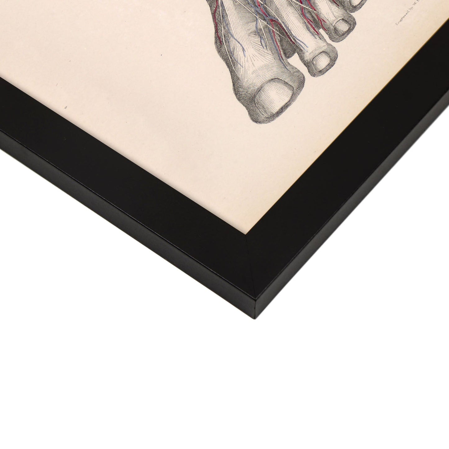 Dissection of the lower leg-Artwork-Nacnic-Nacnic Estudio SL