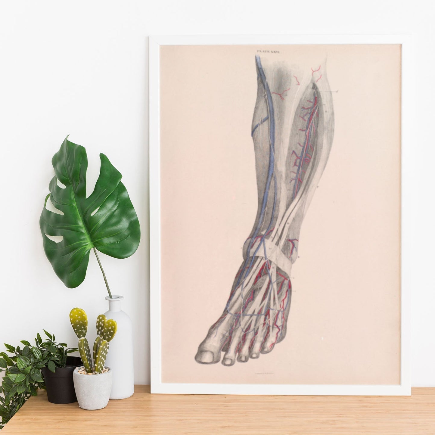 Dissection of the lower leg-Artwork-Nacnic-Nacnic Estudio SL