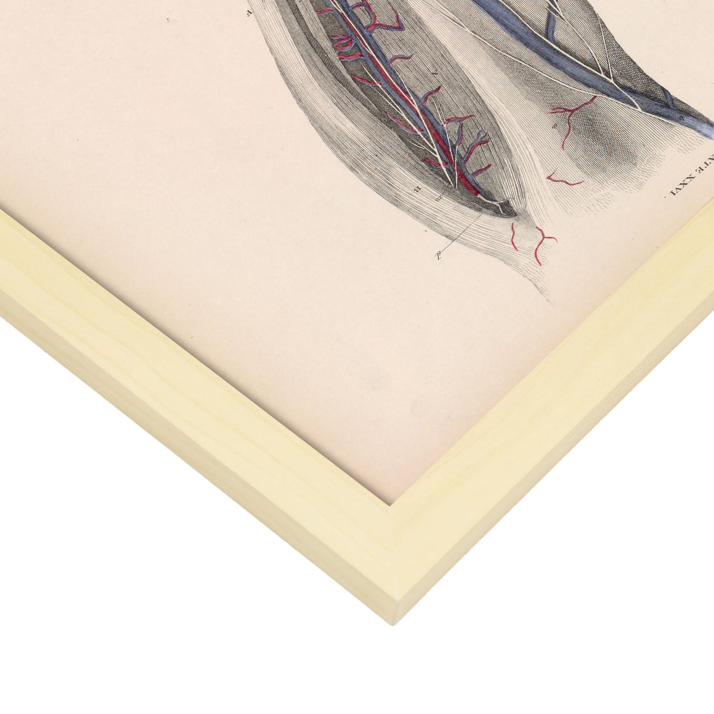 Dissection of the lower leg-Artwork-Nacnic-Nacnic Estudio SL