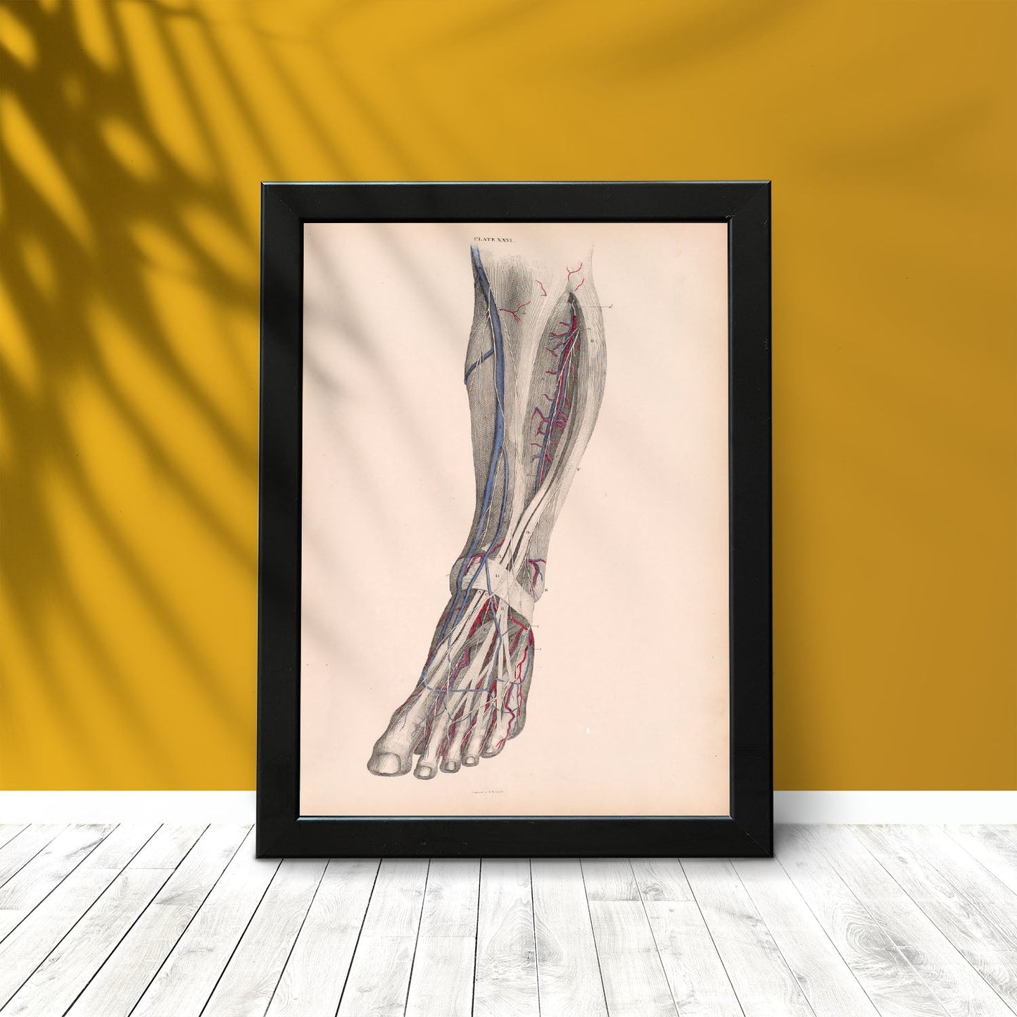Dissection of the lower leg-Artwork-Nacnic-Nacnic Estudio SL