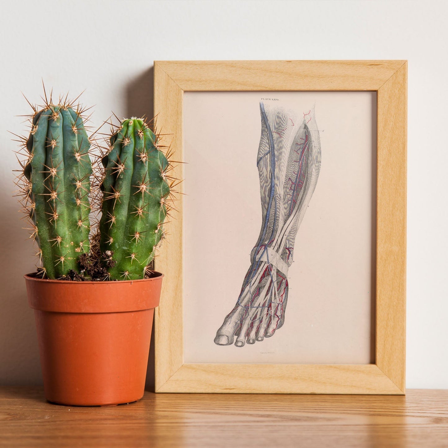 Dissection of the lower leg-Artwork-Nacnic-Nacnic Estudio SL