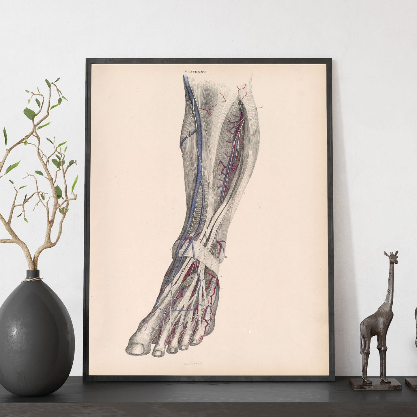 Dissection of the lower leg-Artwork-Nacnic-Nacnic Estudio SL