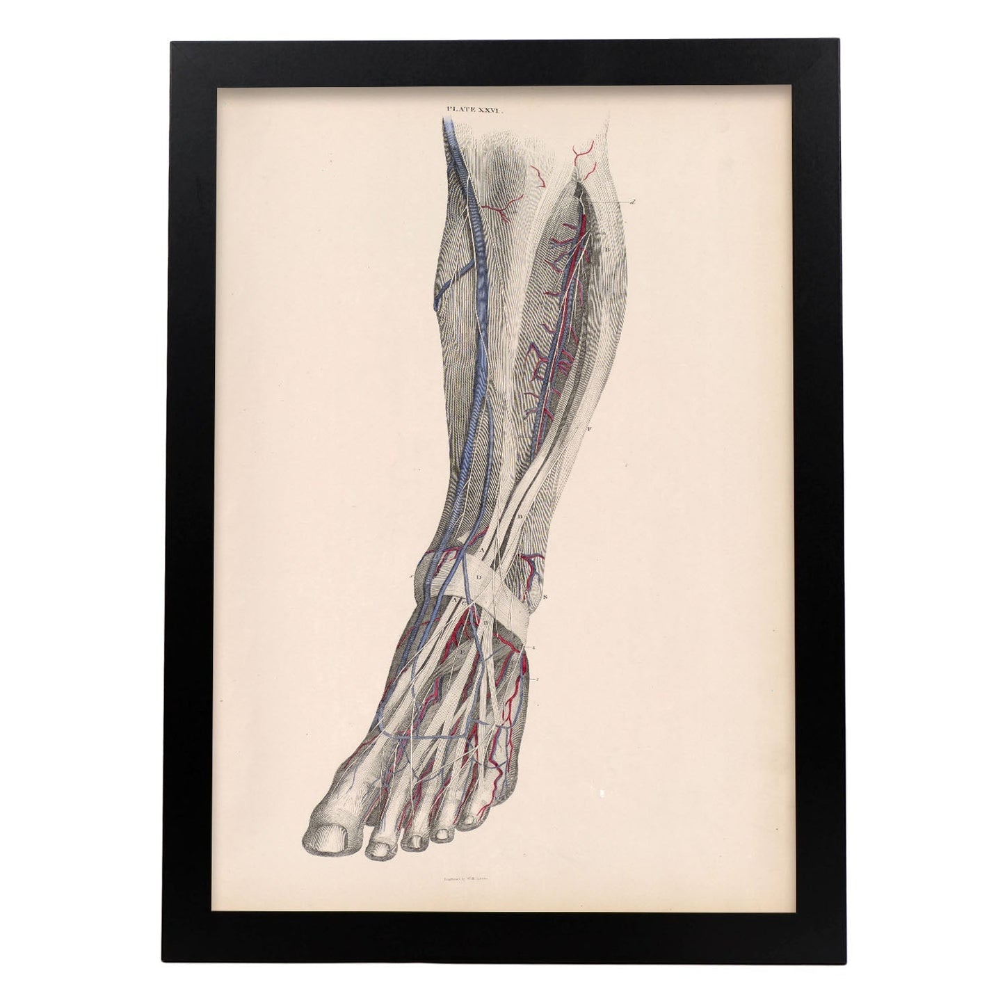 Dissection of the lower leg-Artwork-Nacnic-A3-Sin marco-Nacnic Estudio SL