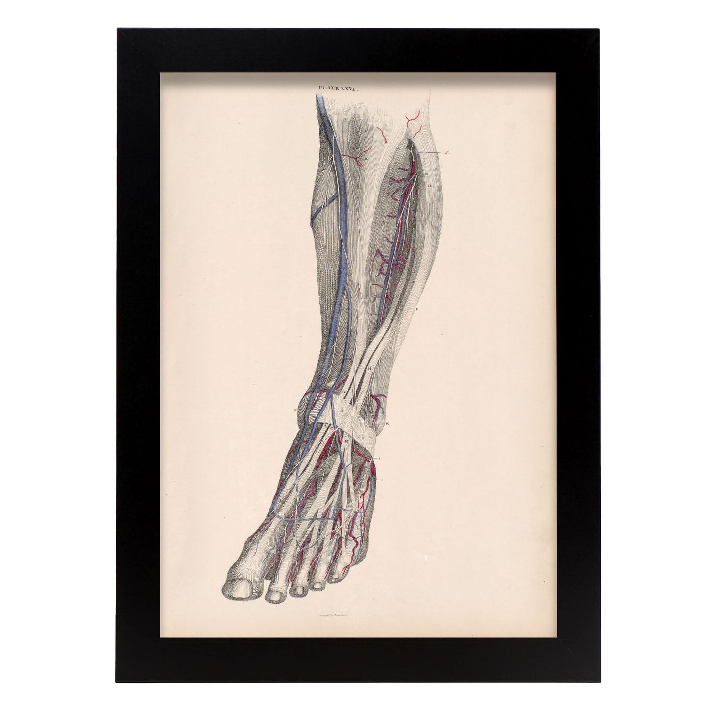 Dissection of the lower leg-Artwork-Nacnic-A4-Sin marco-Nacnic Estudio SL
