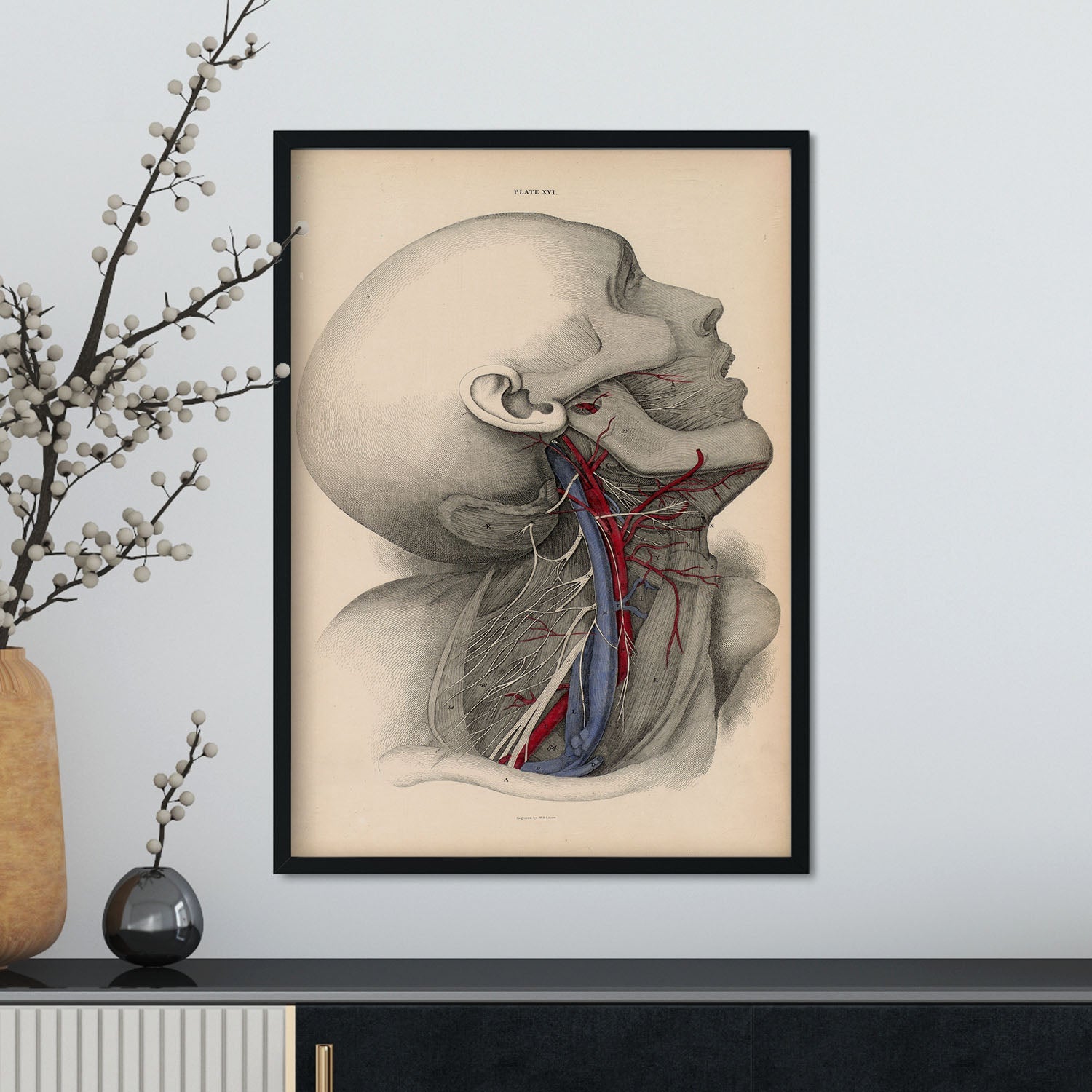 Dissection of the neck-Artwork-Nacnic-Nacnic Estudio SL