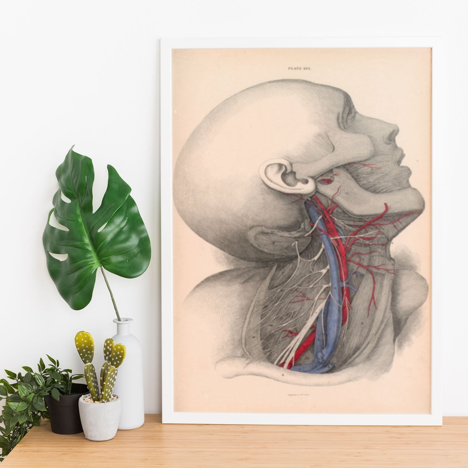 Dissection of the neck-Artwork-Nacnic-Nacnic Estudio SL