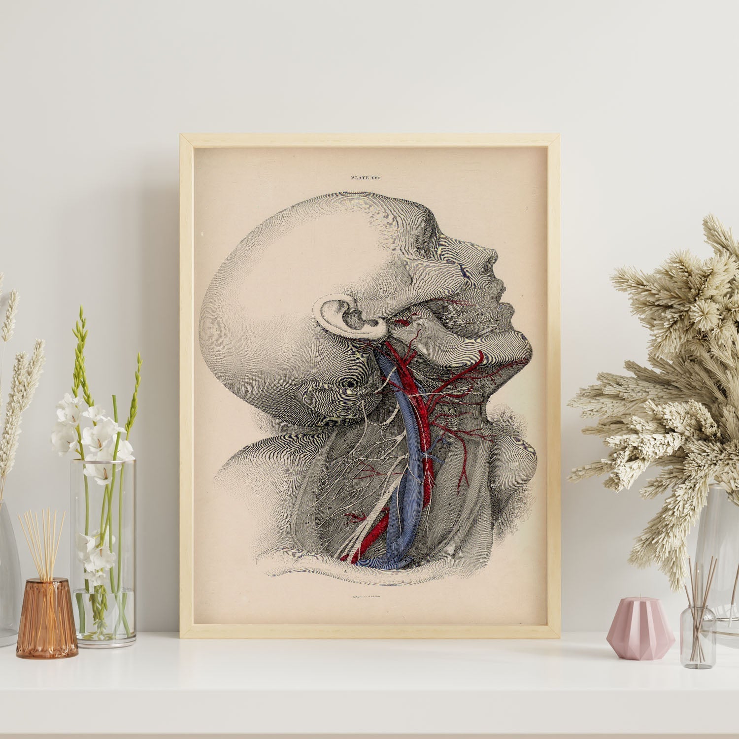 Dissection of the neck-Artwork-Nacnic-Nacnic Estudio SL