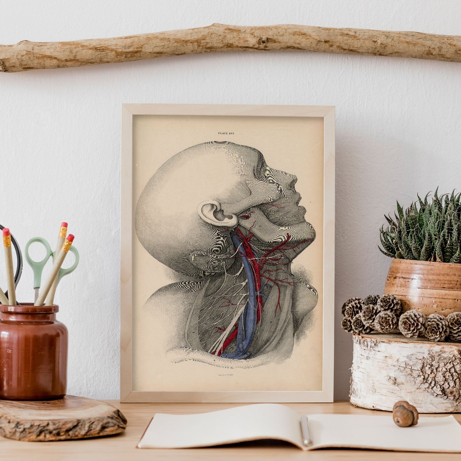 Dissection of the neck-Artwork-Nacnic-Nacnic Estudio SL