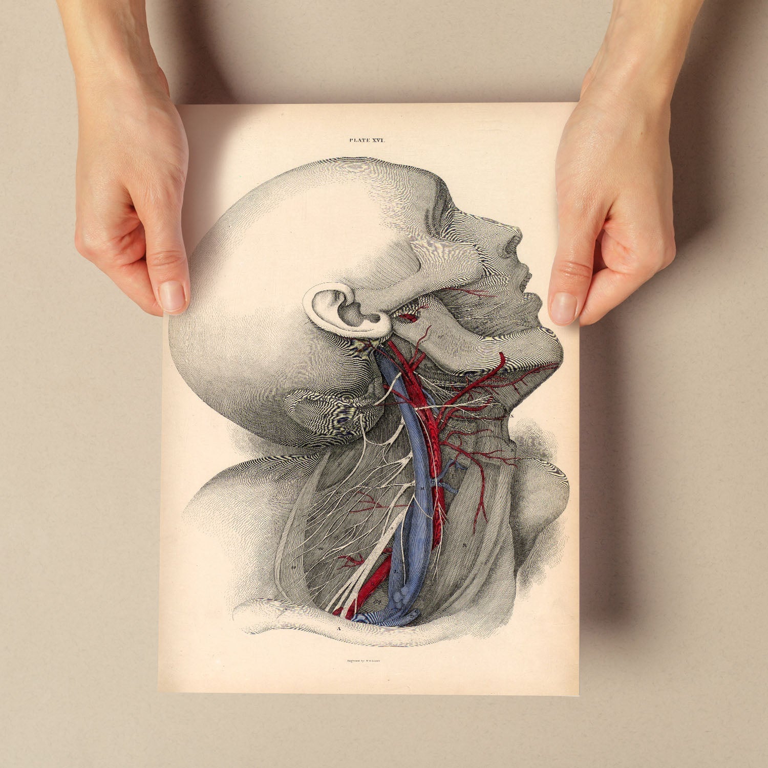 Dissection of the neck-Artwork-Nacnic-Nacnic Estudio SL