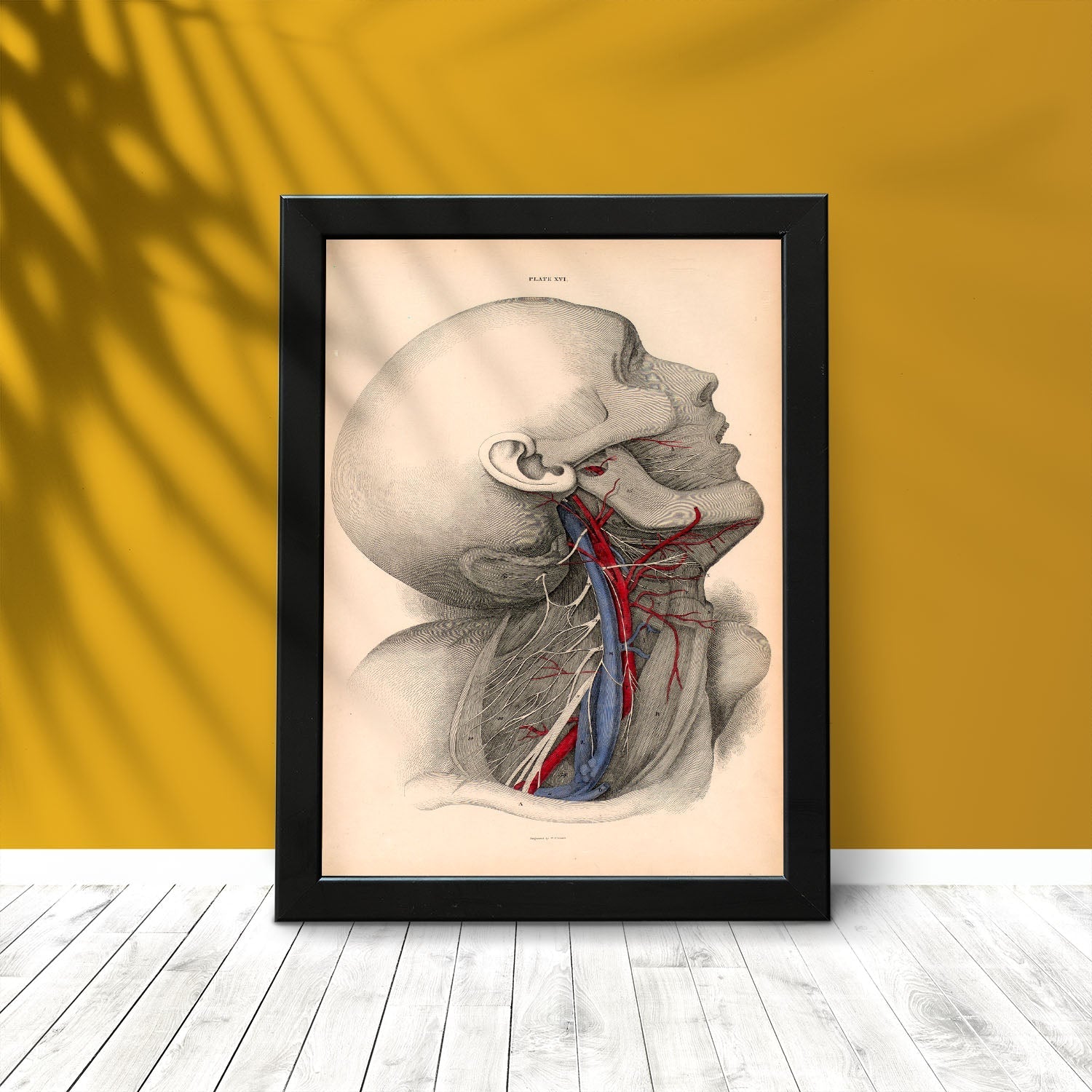 Dissection of the neck-Artwork-Nacnic-Nacnic Estudio SL