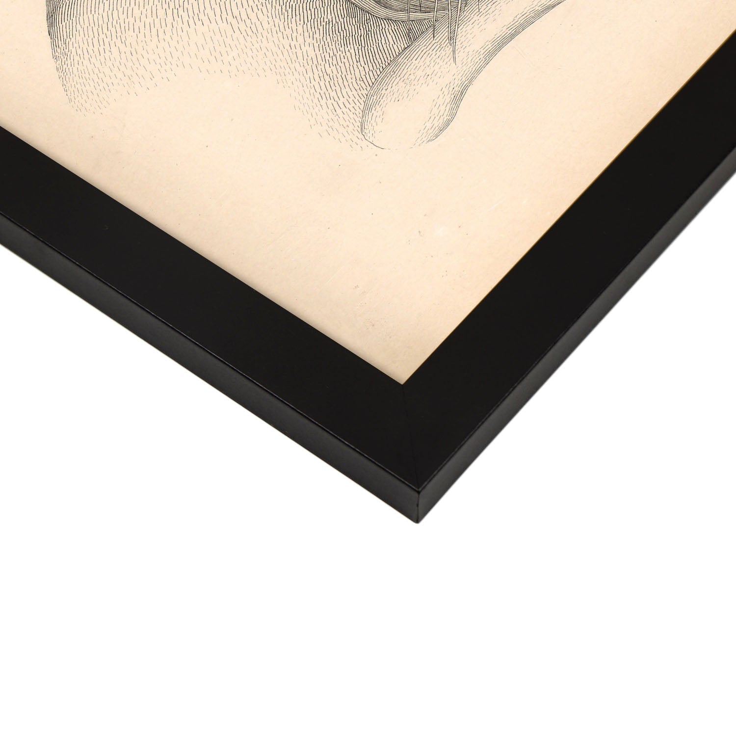 Dissection of the neck-Artwork-Nacnic-Nacnic Estudio SL