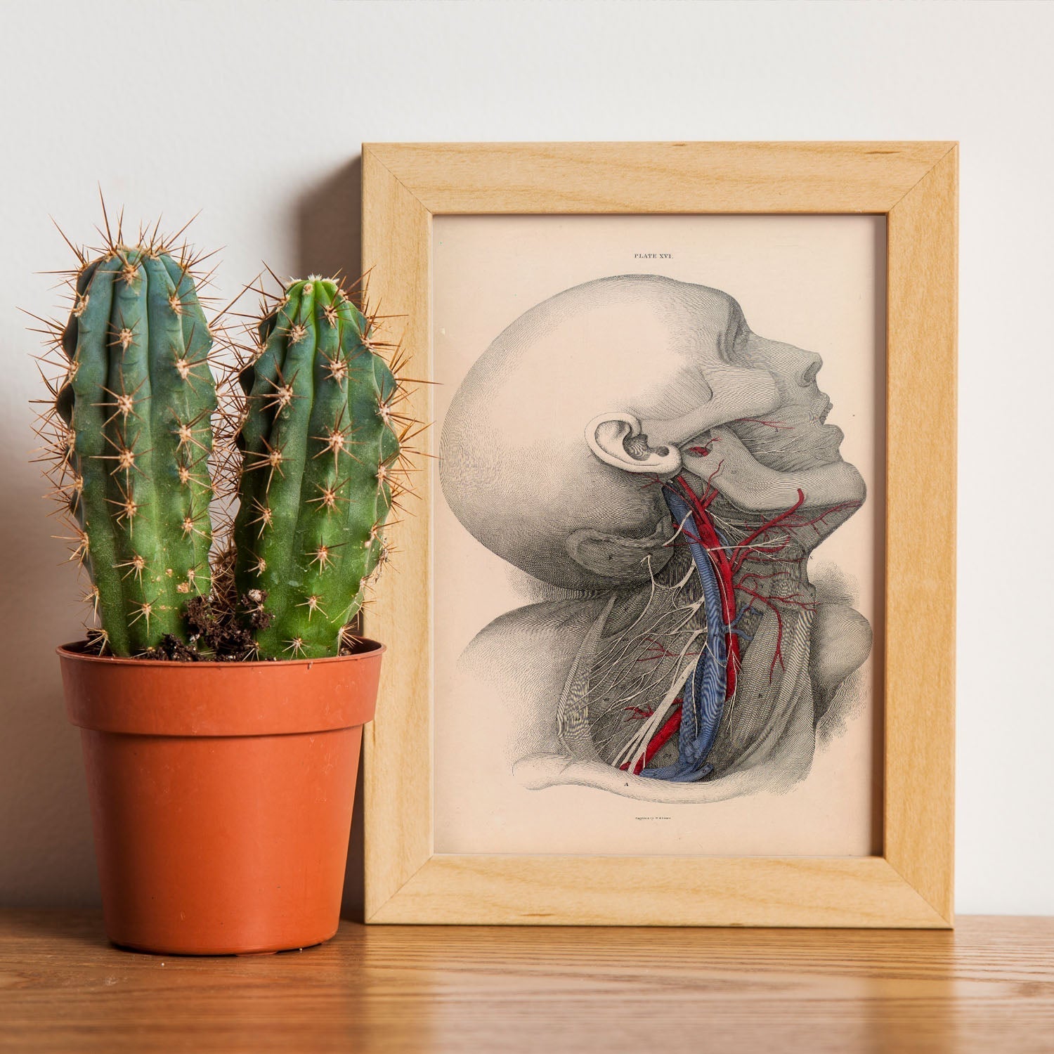 Dissection of the neck-Artwork-Nacnic-Nacnic Estudio SL