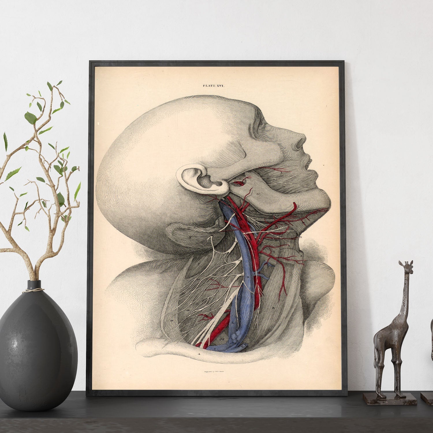 Dissection of the neck-Artwork-Nacnic-Nacnic Estudio SL