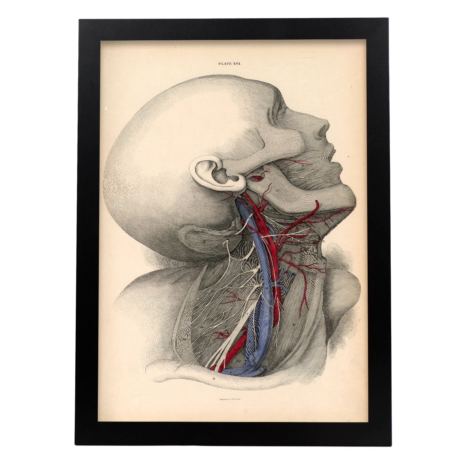 Dissection of the neck-Artwork-Nacnic-A3-Sin marco-Nacnic Estudio SL