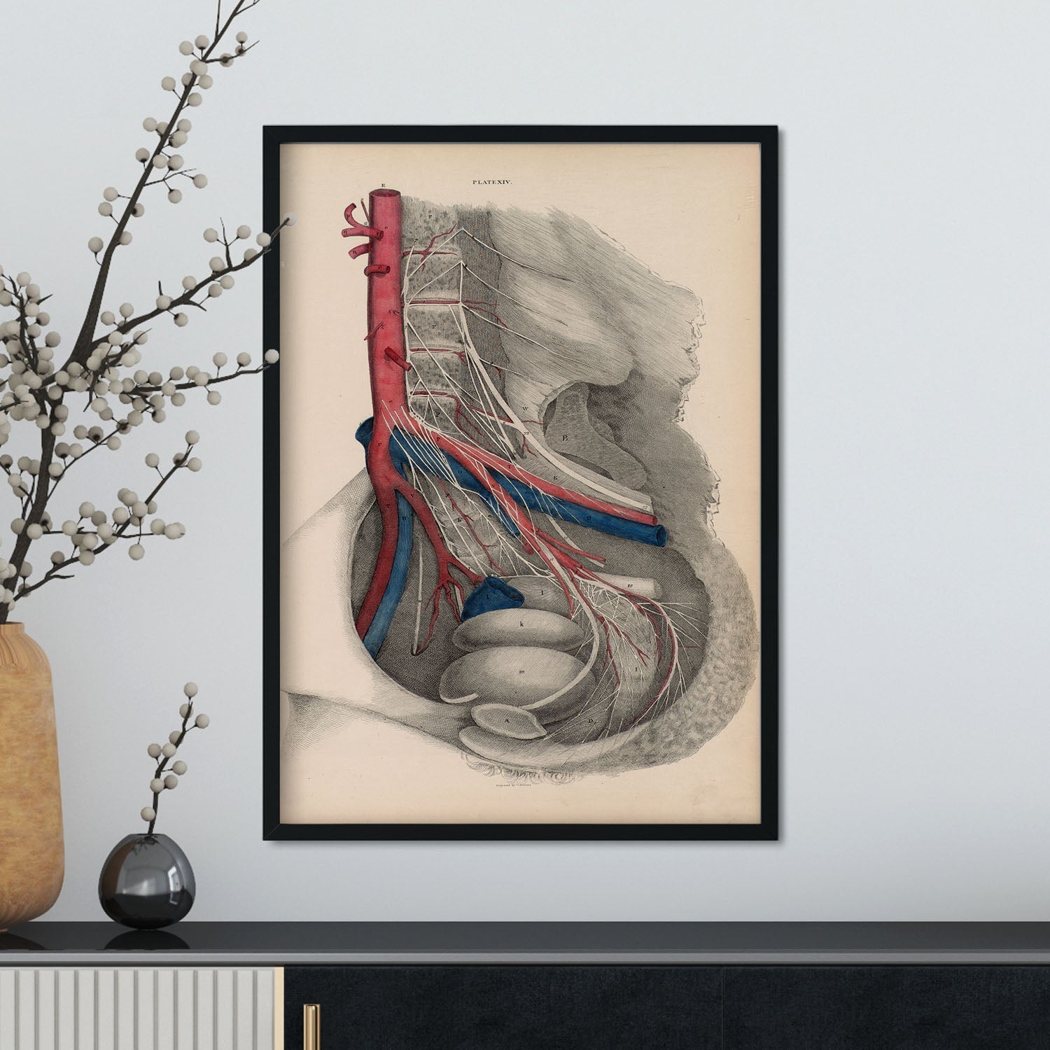 Dissection of the pelvis-Artwork-Nacnic-Nacnic Estudio SL