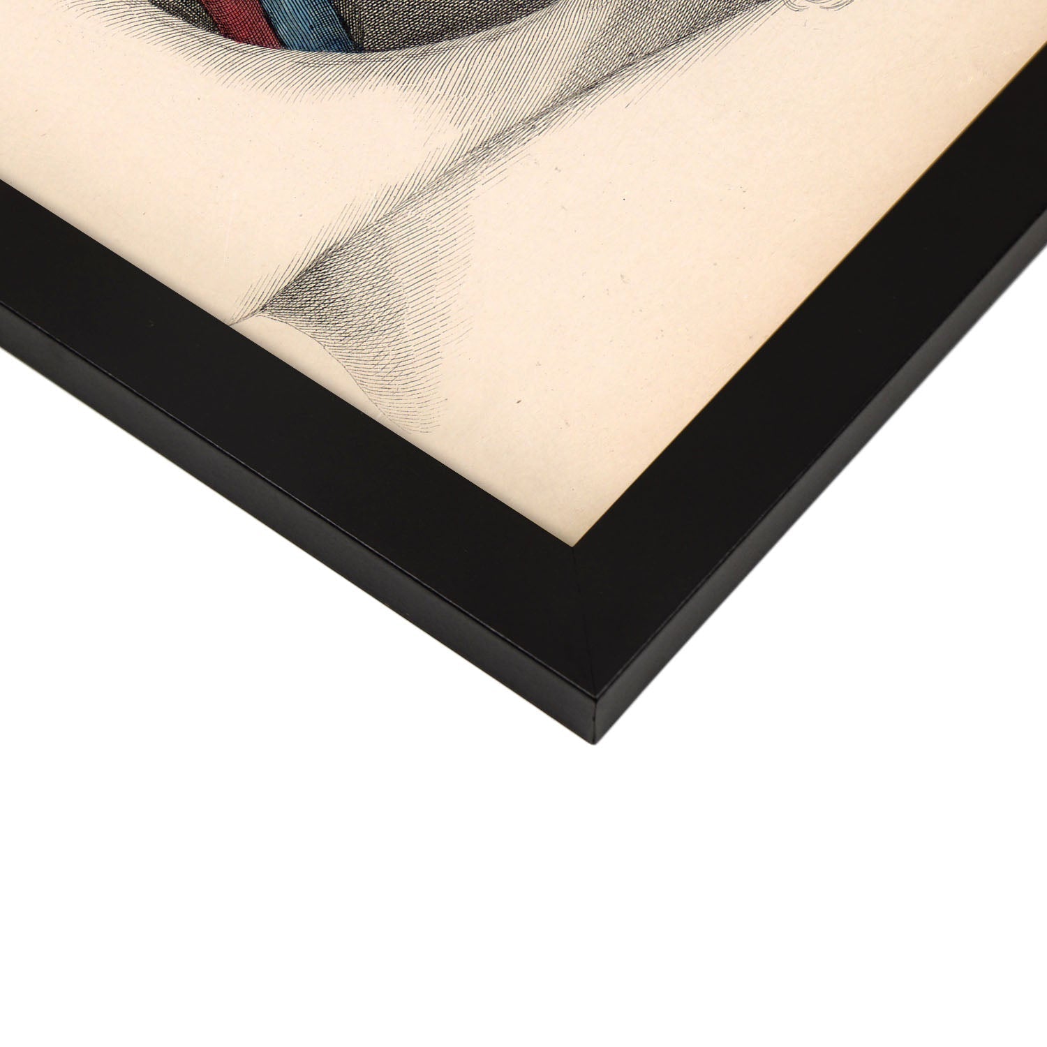 Dissection of the pelvis-Artwork-Nacnic-Nacnic Estudio SL