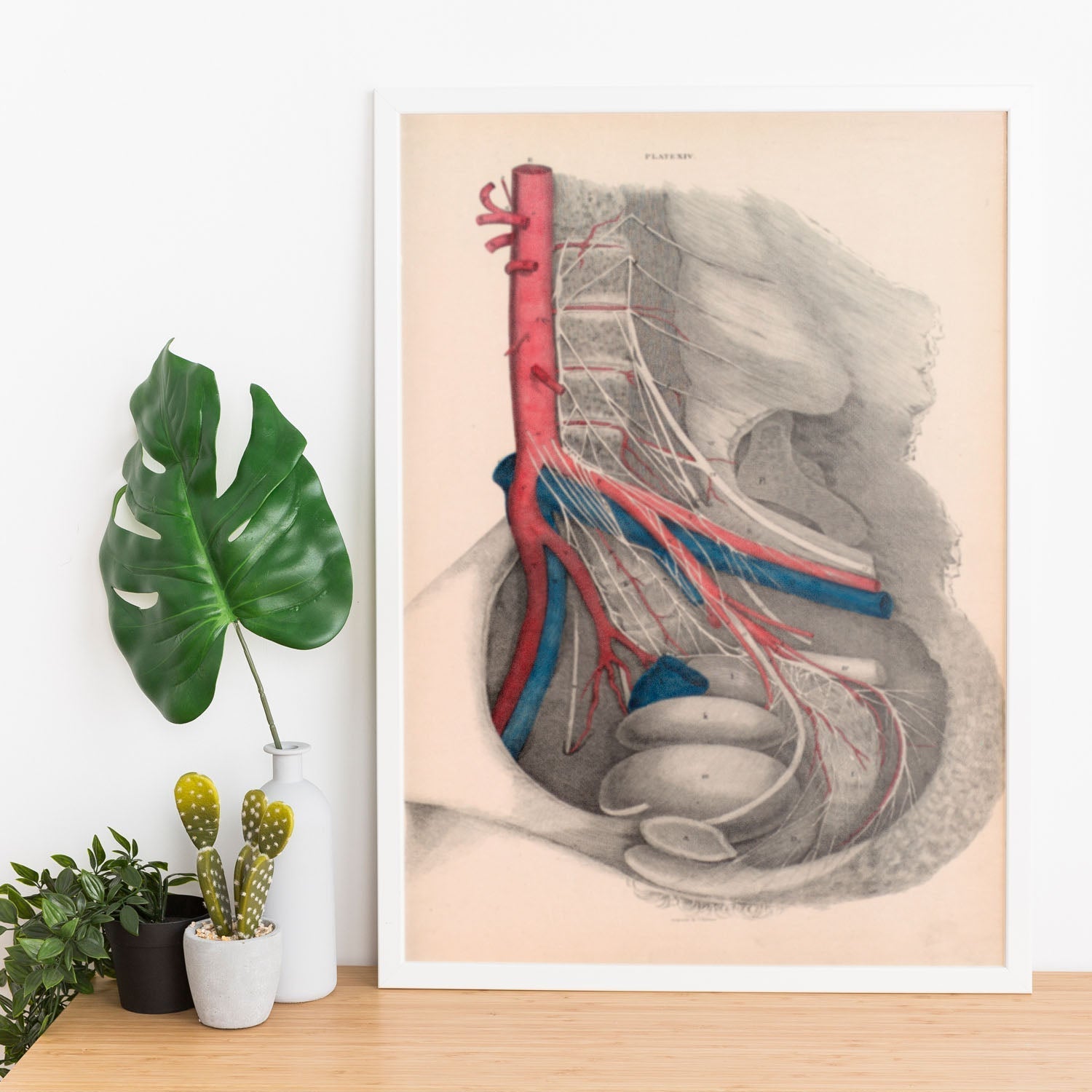 Dissection of the pelvis-Artwork-Nacnic-Nacnic Estudio SL