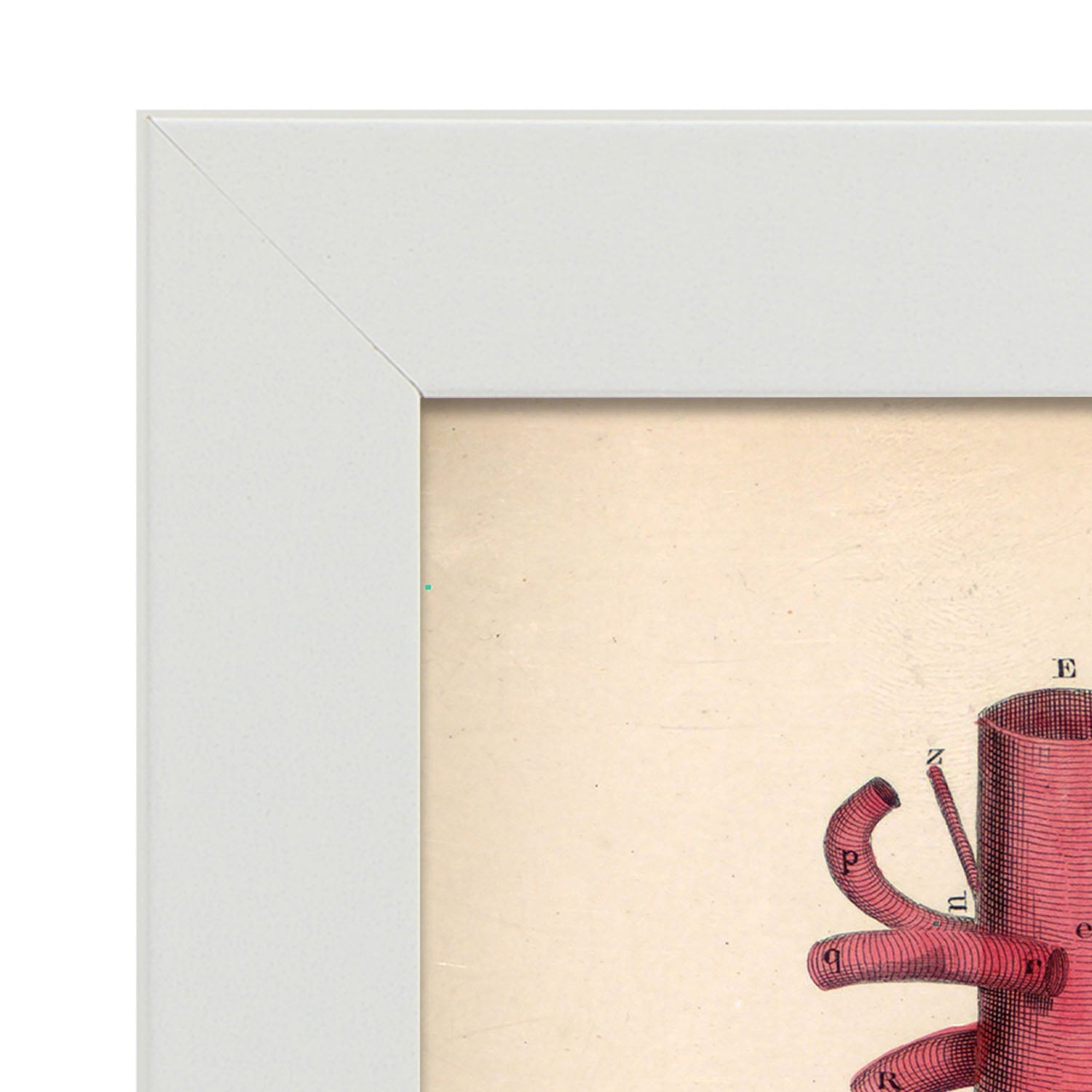 Dissection of the pelvis-Artwork-Nacnic-Nacnic Estudio SL