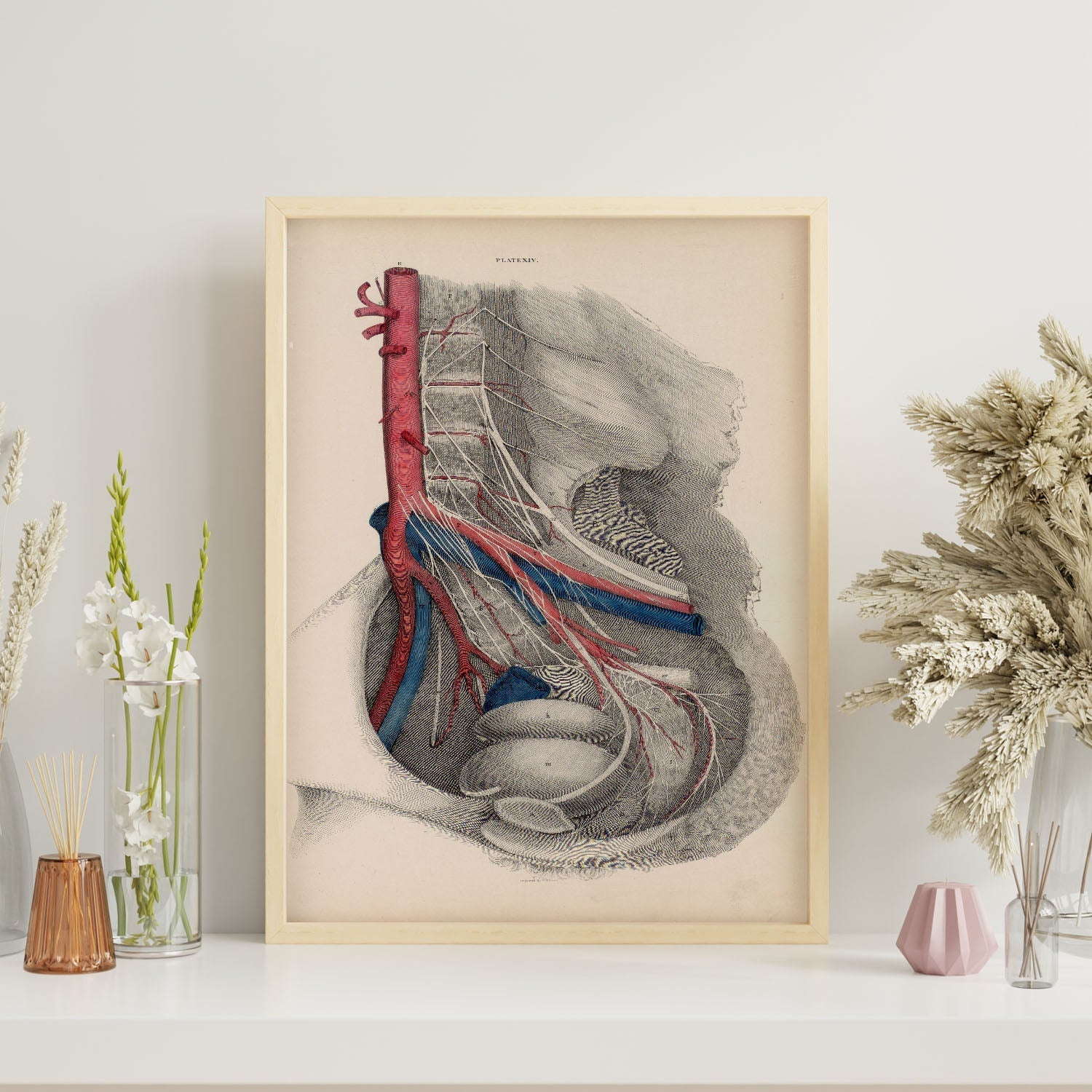 Dissection of the pelvis-Artwork-Nacnic-Nacnic Estudio SL