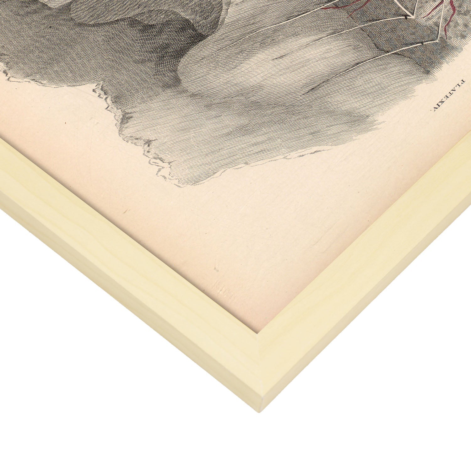 Dissection of the pelvis-Artwork-Nacnic-Nacnic Estudio SL